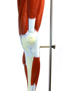 Eisco Labs Muscular Human Leg Model with Stand; Numbered
