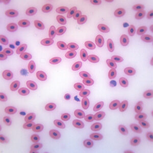 Frog Blood Smear - Prepared Microscope Slide - 75x25mm