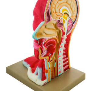 Eisco Life-Size Human Head Model Median Section