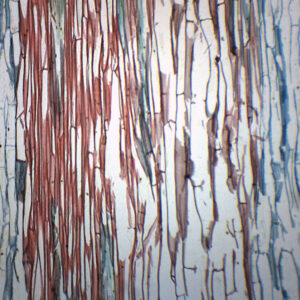 Lilium Stem Combination - Cross Section - Prepared Microscope Slide - 75x25mm