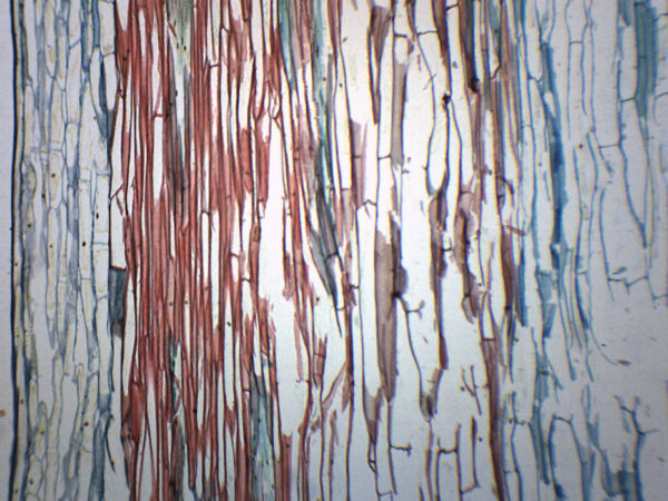 Lilium Stem Combination - Cross Section - Prepared Microscope Slide - 75x25mm