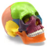 Didactic Mini Skull Multicolored - 15 Pieces Magnetic Mounting