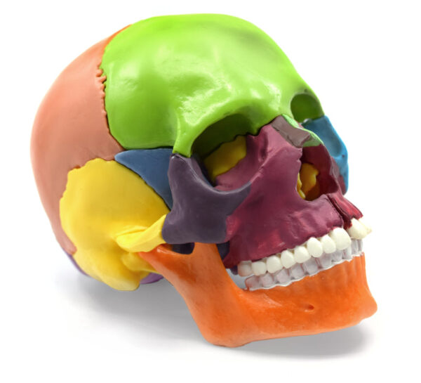 Didactic Mini Skull Multicolored - 15 Pieces Magnetic Mounting