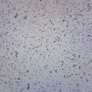Shigella Dysenteriae - Wholemount - Prepared Microscope Slide - 75x25mm