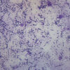 Escherichia Coli Smear - Prepared Microscope Slide - 75x25mm