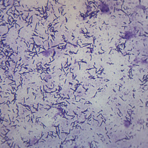 Escherichia Coli Smear - Prepared Microscope Slide - 75x25mm