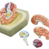 Eisco Life-Size Human Brain Model with Arteries 8 Parts