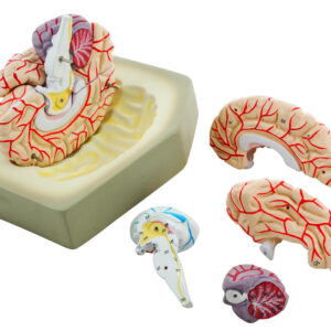 Eisco Life-Size Human Brain Model with Arteries 8 Parts