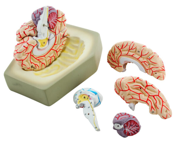 Eisco Life-Size Human Brain Model with Arteries 8 Parts