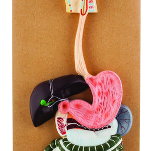 Human Digestive System Model - Life Size - 2 Parts