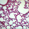 Lung Section - Prepared Microscope Slide - 75x25mm