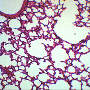 Lung Section - Prepared Microscope Slide - 75x25mm