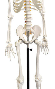 Skeleton Model Life Size - Flexible Joints & Spine Rod Mounted