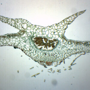 Marchantia Gemmae - Wholemount - Prepared Microscope Slide - 75x25mm