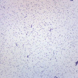 Staphylococcus Aureus - Gram Pos. - Prepared Microscope Slide - 75x25mm