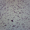 Meningococcus - Gram Neg. - Prepared Microscope Slide - 75x25mm