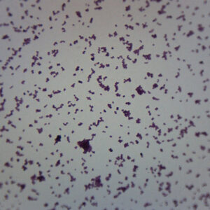 Meningococcus - Gram Neg. - Prepared Microscope Slide - 75x25mm