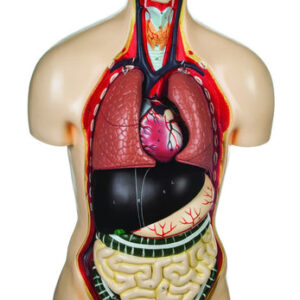 Torso Sexless with Open Back 18 Parts (Discontinued)