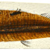 4x10cm Fish Fossil Replica Mesozoic