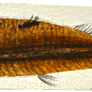 4x10cm Fish Fossil Replica Mesozoic