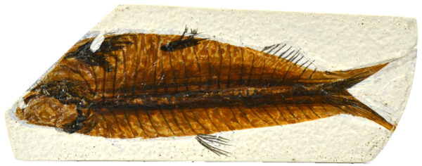 4x10cm Fish Fossil Replica Mesozoic