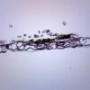 Fern Prothallium - Cross Section - Prepared Microscope Slide - 75x25mm