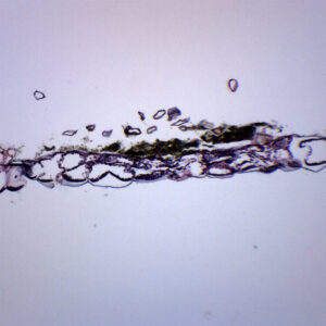 Fern Prothallium - Cross Section - Prepared Microscope Slide - 75x25mm