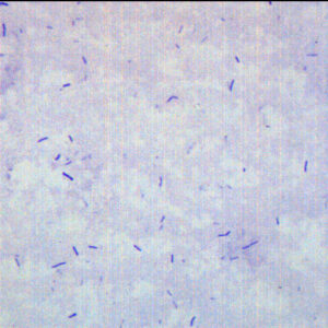 Bacillus Smear, Gram-Positive - Prepared Microscope Slide - 75x25mm