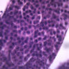 Grasshopper Meiosis - Wholemount - Prepared Microscope Slide - 75x25mm