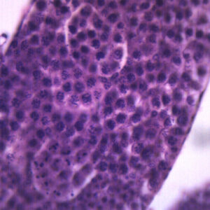 Grasshopper Meiosis - Wholemount - Prepared Microscope Slide - 75x25mm