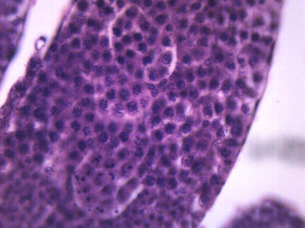 Grasshopper Meiosis - Wholemount - Prepared Microscope Slide - 75x25mm