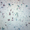 Fungi-Mixed Diatoms - Wholemount - Prepared Microscope Slide - 75x25mm