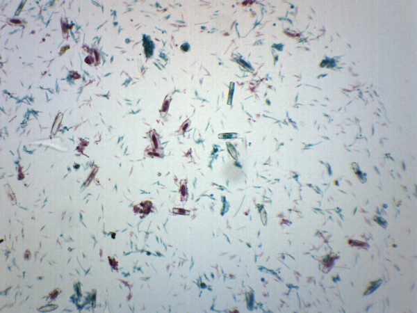 Fungi-Mixed Diatoms - Wholemount - Prepared Microscope Slide - 75x25mm