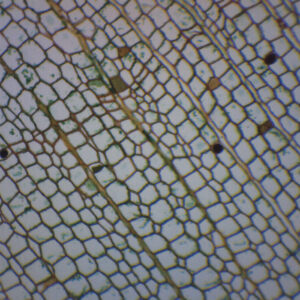 Cork Cells - Prepared Microscope Slide - 75x25mm