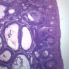 Female Ovary - Prepared Microscope Slide - 75x25mm