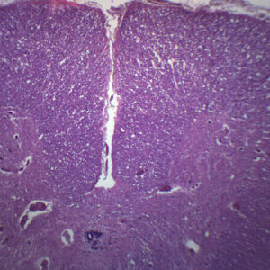 Cervical Spinal Cord, Human - Cross Section - Prepared Microscope Slide - 75x25mm