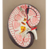 Human Kidney Cross Section Model - 3X Life Size