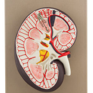 Human Kidney Cross Section Model - 3X Life Size