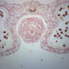Lilium Anther - Cross Section - Prepared Microscope Slide - 75x25mm