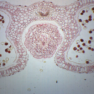 Lilium Anther - Cross Section - Prepared Microscope Slide - 75x25mm