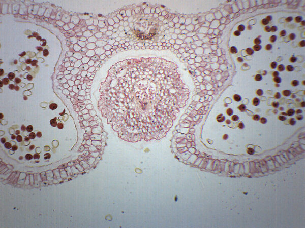 Lilium Anther - Cross Section - Prepared Microscope Slide - 75x25mm