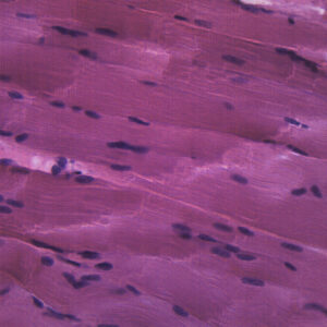 Skeletal Muscle Mammal - Prepared Microscope Slide - 75x25mm