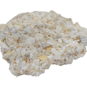 Raw Coquina Sedimentary Rock Specimen - Approx. 1"