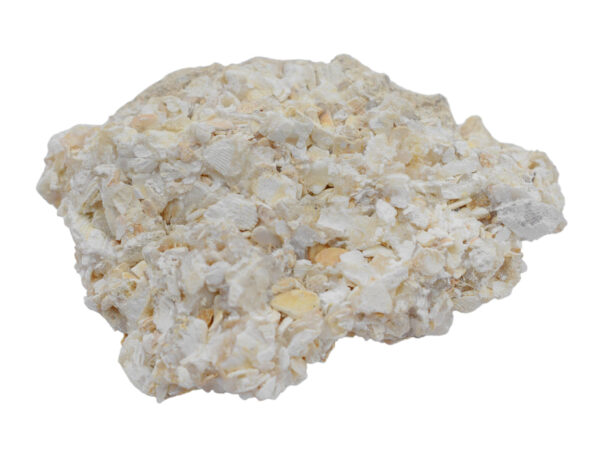 Raw Coquina Sedimentary Rock Specimen - Approx. 1"