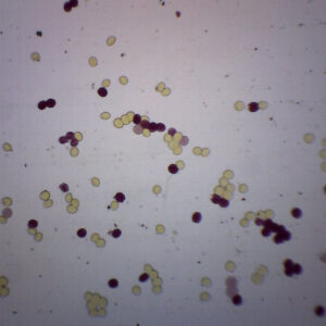 Ascaris Lumbricoides Egg - Wholemount - Prepared Microscope Slide - 75x25mm