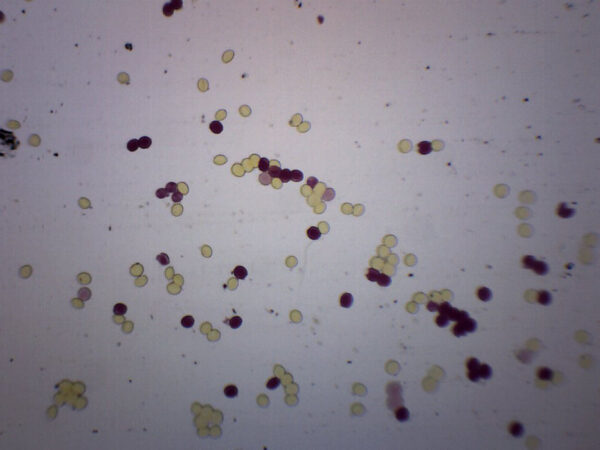 Ascaris Lumbricoides Egg - Wholemount - Prepared Microscope Slide - 75x25mm
