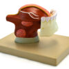 Eisco Labs Human Teeth With Tongue Anatomical Model 2 Times Life Size