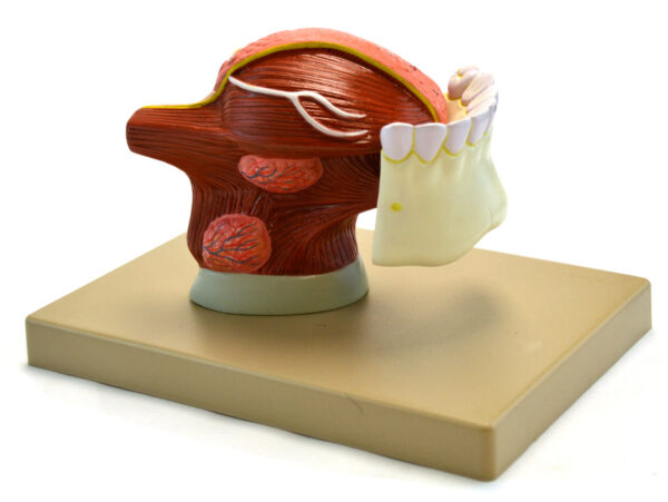 Eisco Labs Human Teeth With Tongue Anatomical Model 2 Times Life Size