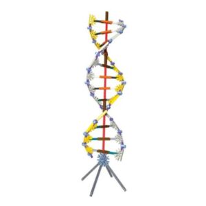 K'NEX® DNA Replication and Transcription