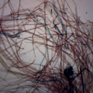 Pine Wood Maceration - Wholemount - Prepared Microscope Slide - 75x25mm